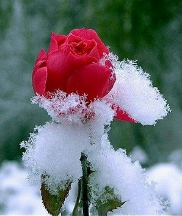  розы зимой
