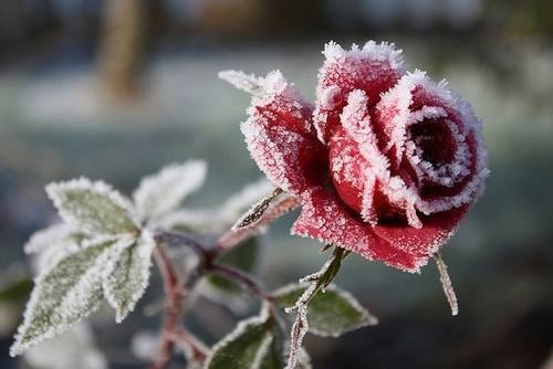 Укрыть розы на зиму